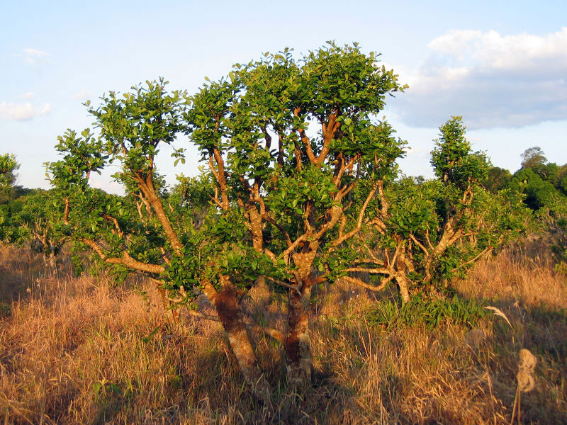 Strom cesmína paraguajská